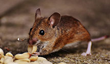 24 Hour & Emergency Exterminators in Columbus AFB, MS